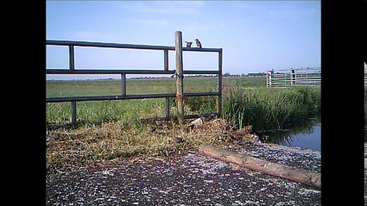 Wild Camera Film
