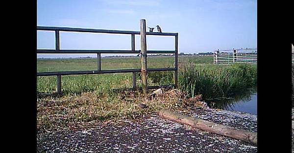 Wild Camera Film