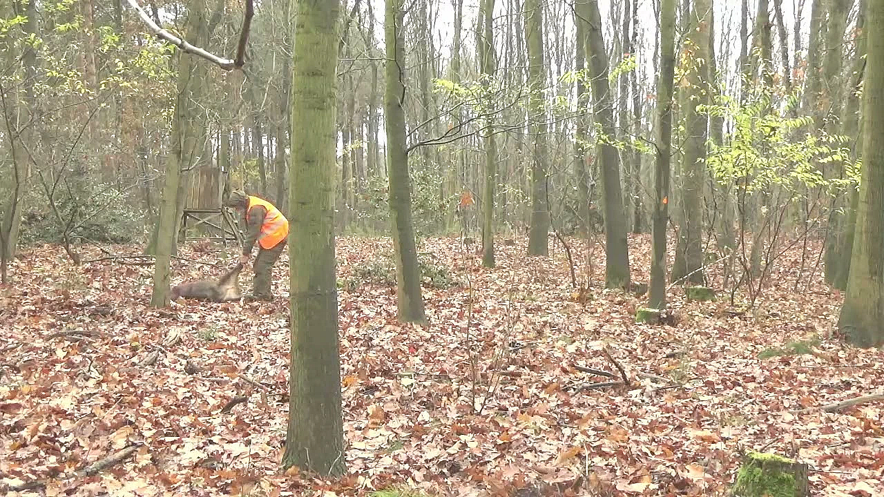Drukjacht Varken