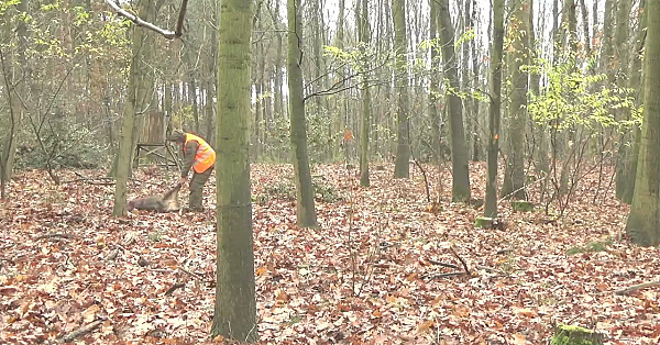 Drukjacht Varken