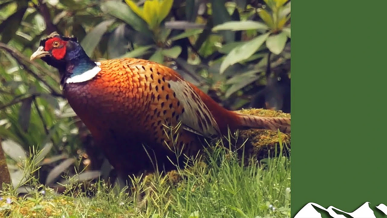 Great Irish Pheasant Shooting In Co Offaly