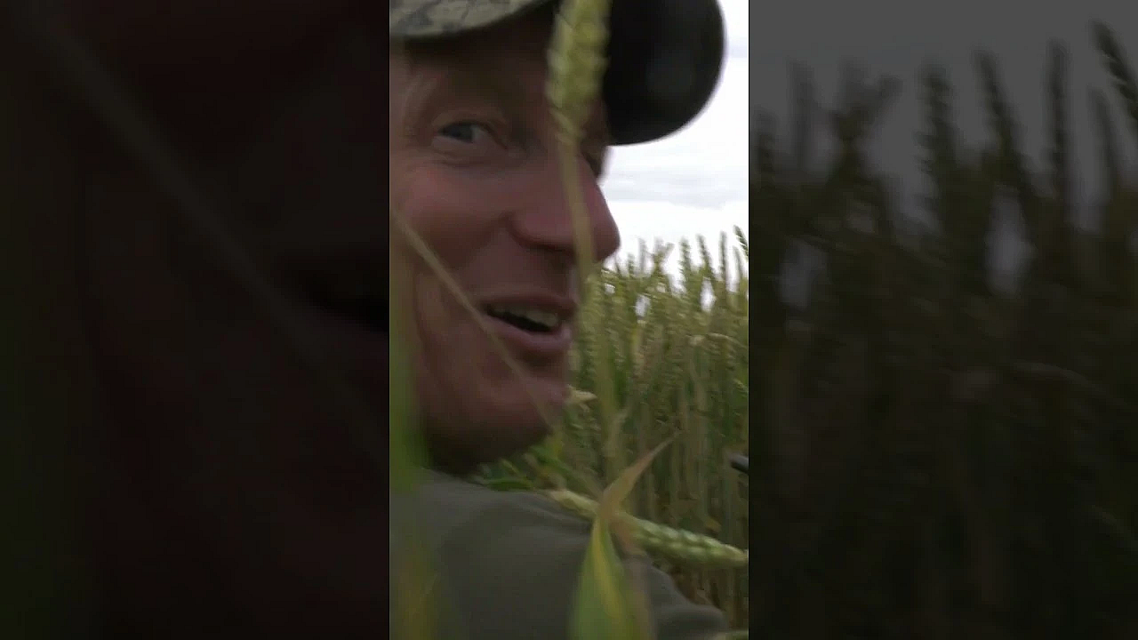Can You Shoot Pigeons With A .410 Shotgun? #pigeonshooting #shotgun