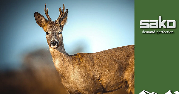Snap Shot At A Buck