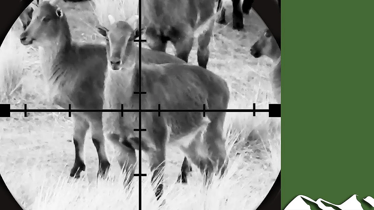 Tahr Meat Hunt