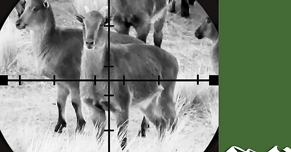 Tahr Meat Hunt