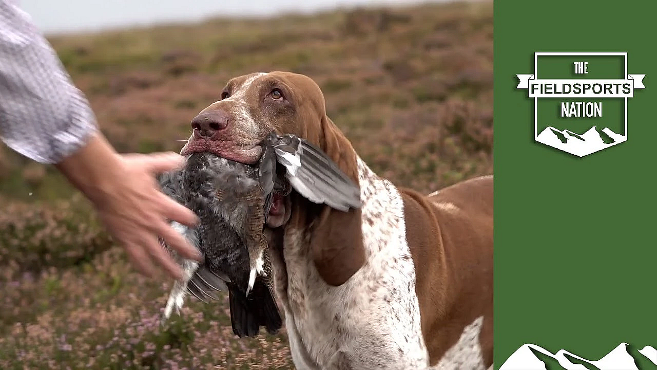 Walked-up Grouse Over German Wirehaired Pointers And A Bracco Italiano