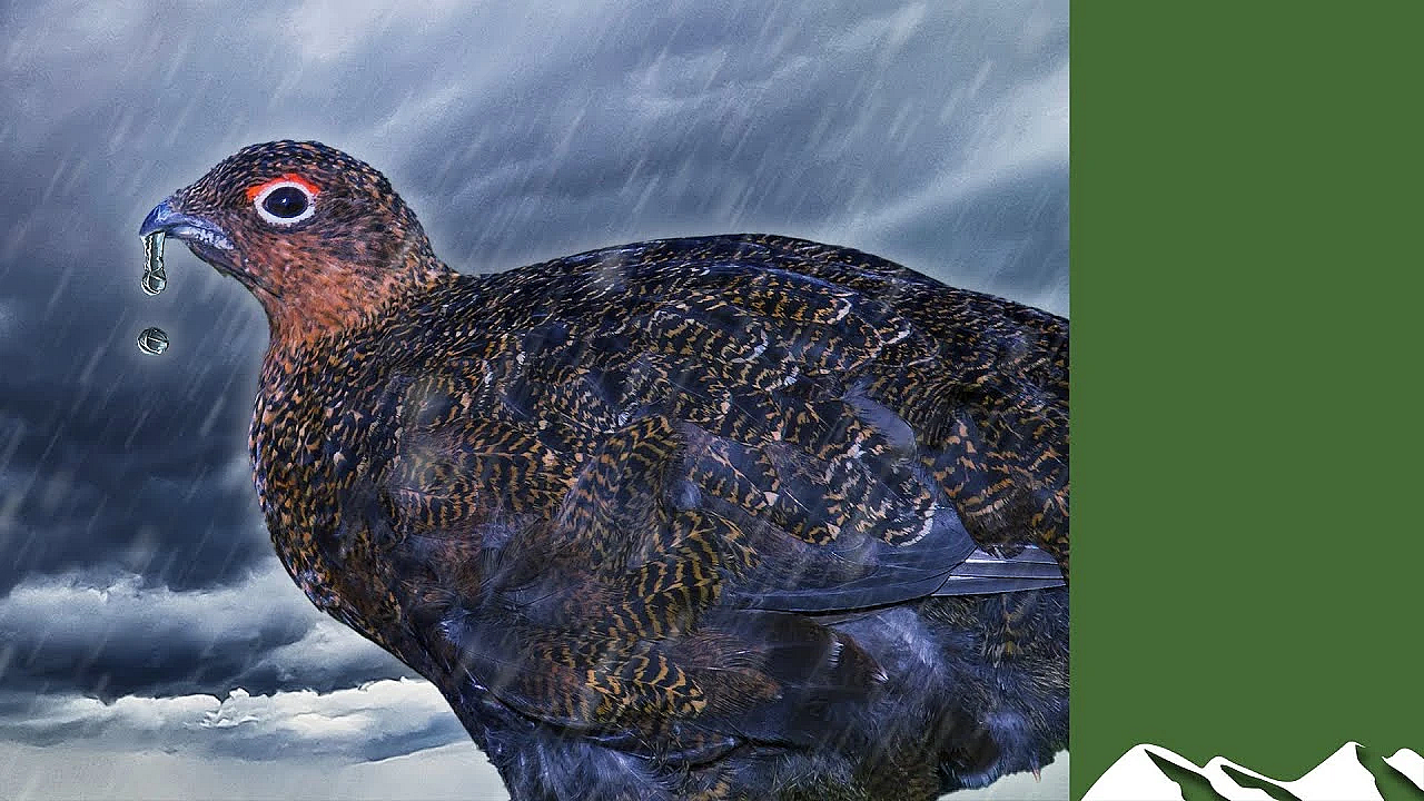 Soggy Grouse