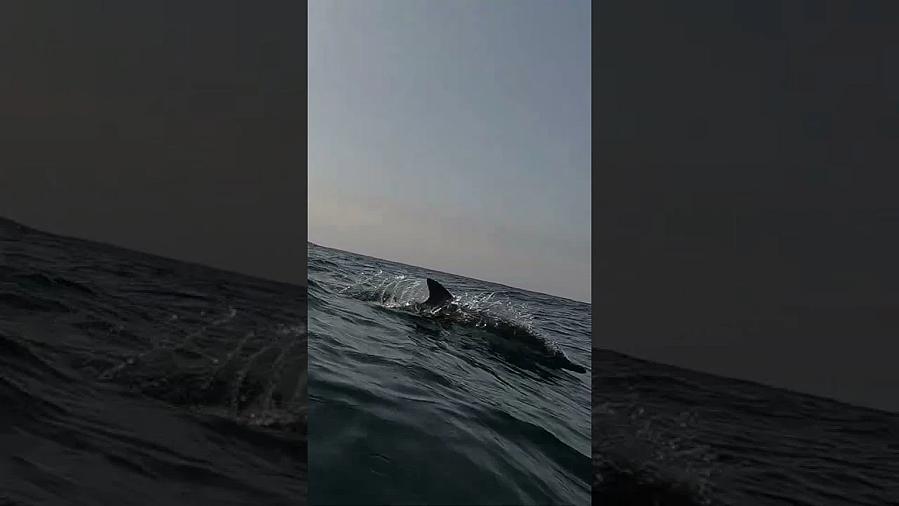 Dolphins