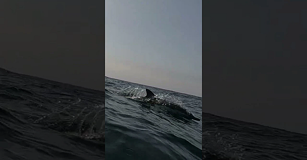 Dolphins