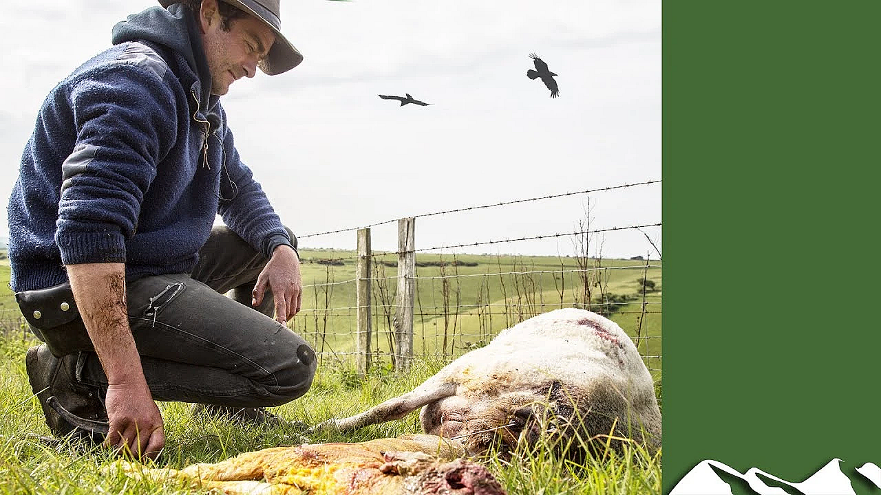 Birds Kill 200 Lambs On A Single Isle Of Wight Farm