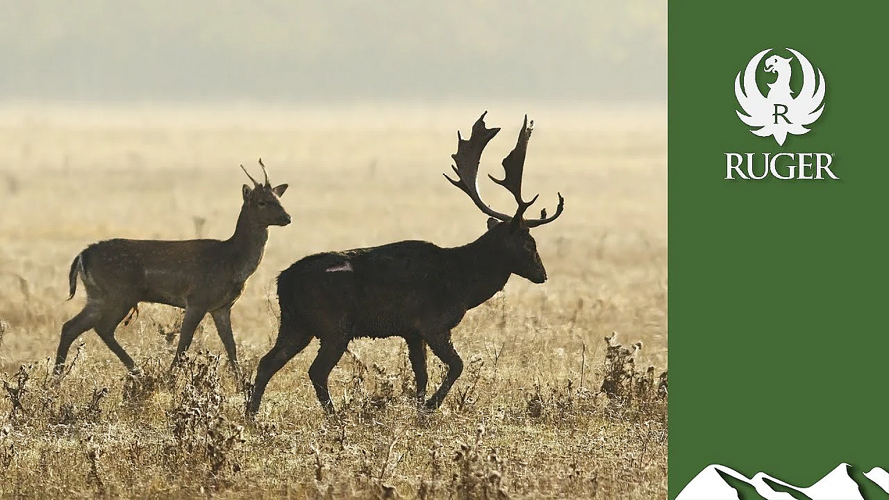 Unlucky Buck