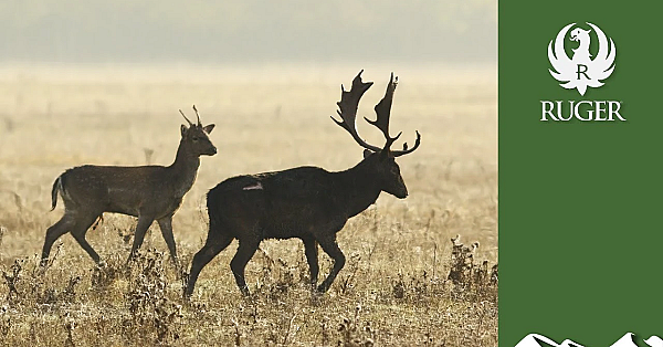 Unlucky Buck