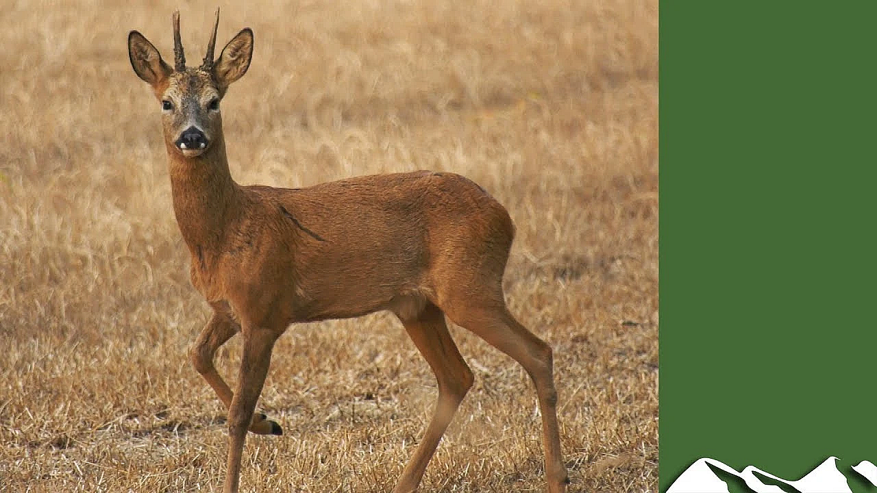Bring Roe Deer In Close With A Simple Squeak