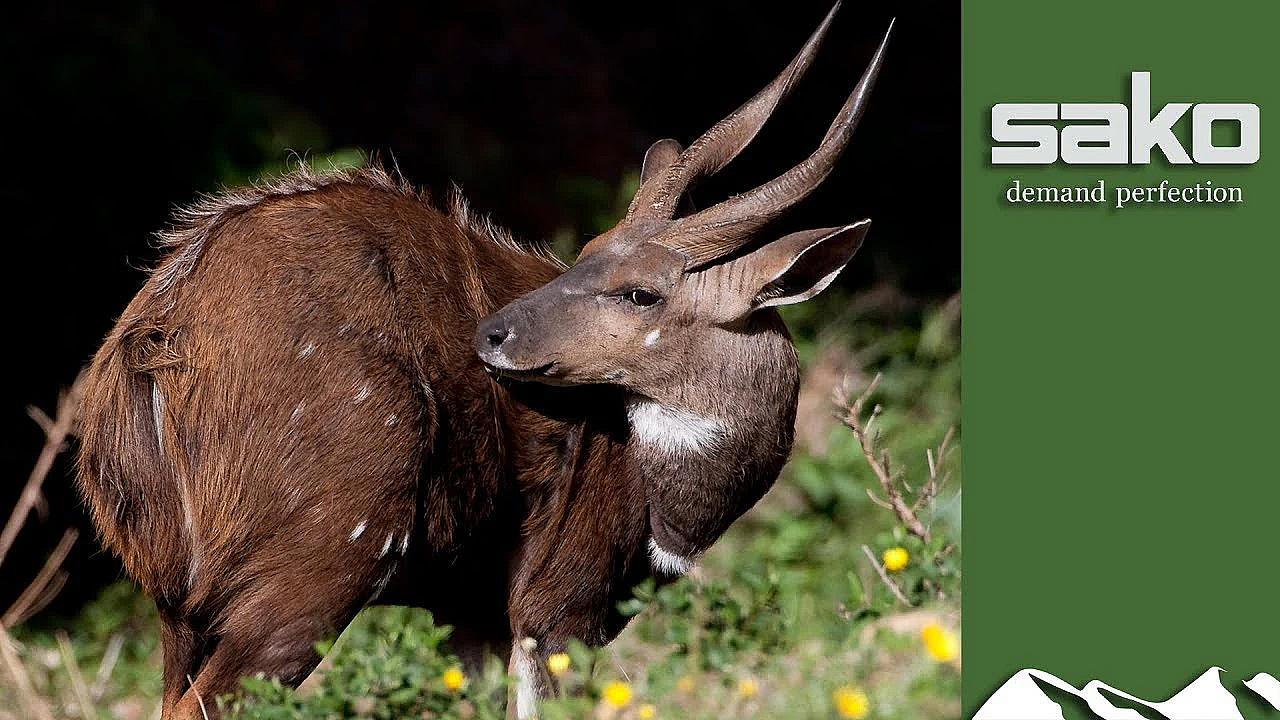 Bushbuck Hunt In The Eastern Cape