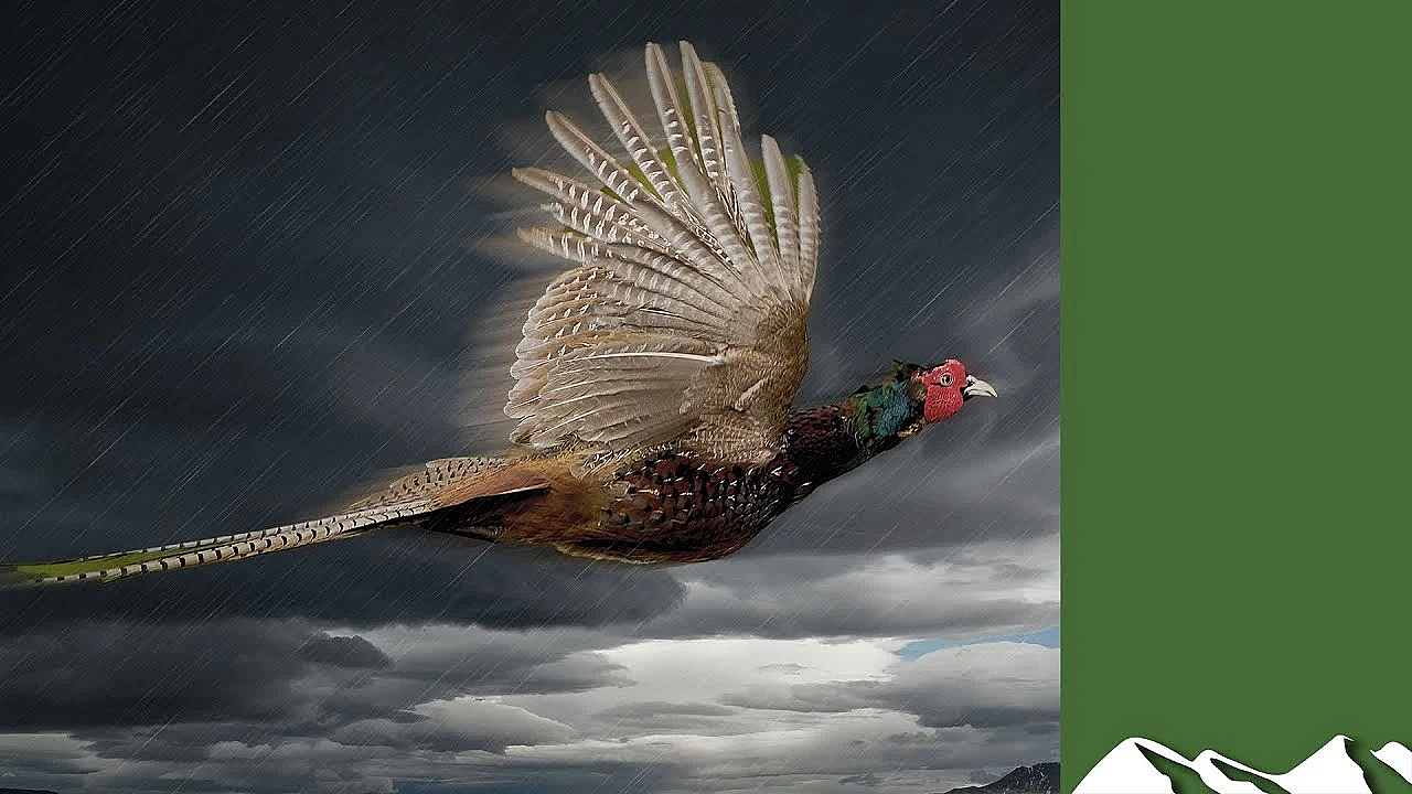 Stormy Dartmoor Pheasant Shoot