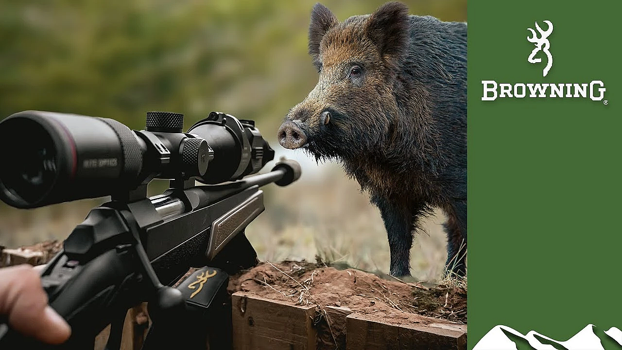Hunting Monster Boar In Scotland