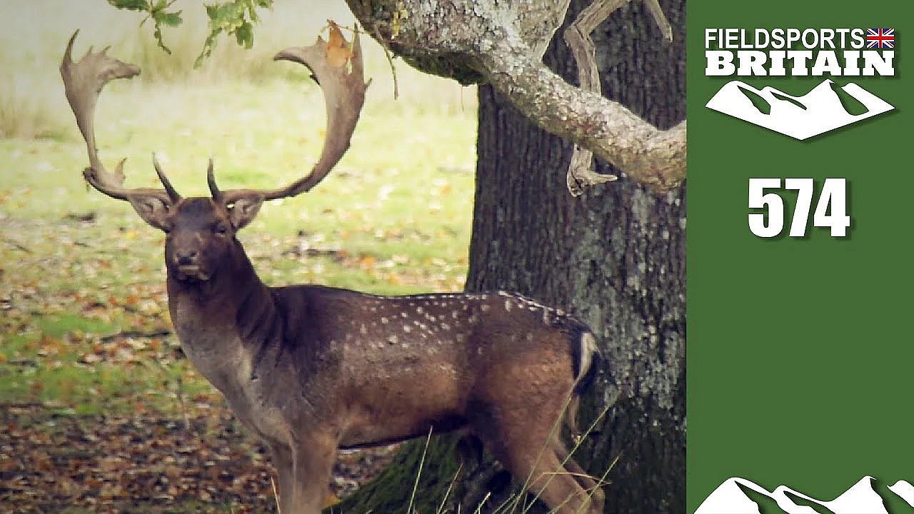 Fieldsports Britain - Fallow Deer Mass Gathering