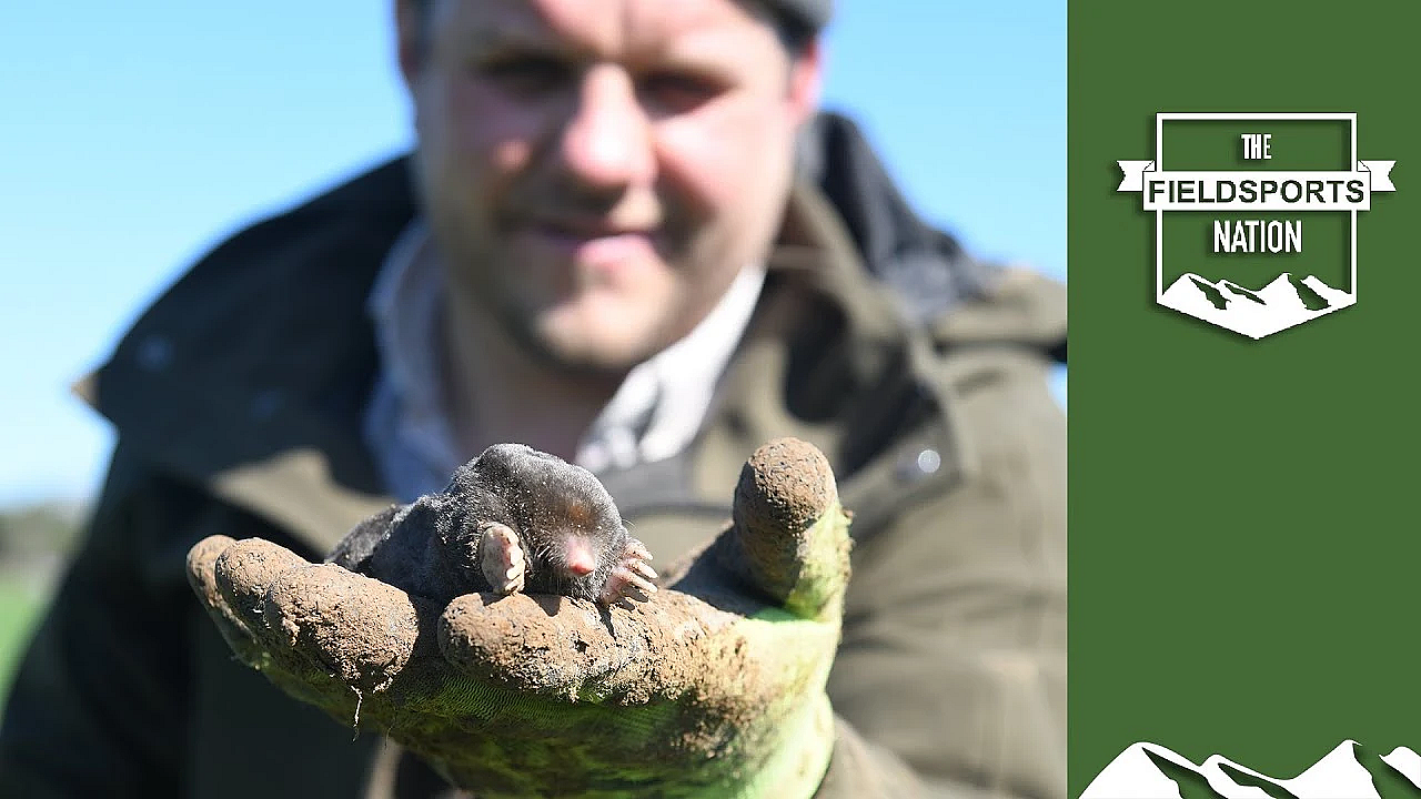 How To Trap Moles