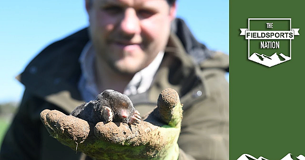 How To Trap Moles