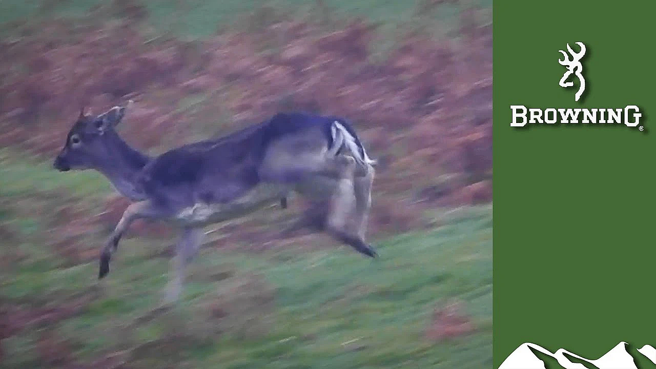 Double Bucks Down