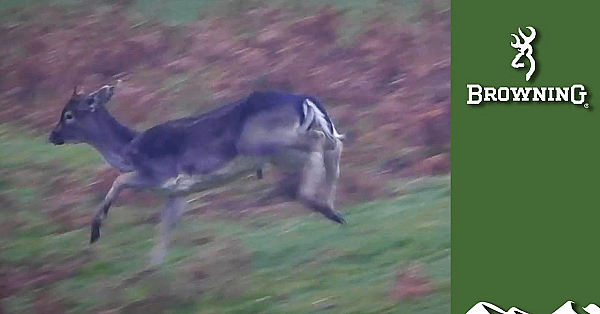 Double Bucks Down