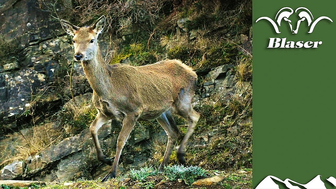Scottish Hind Hunt