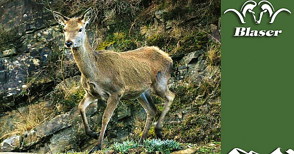 Scottish Hind Hunt