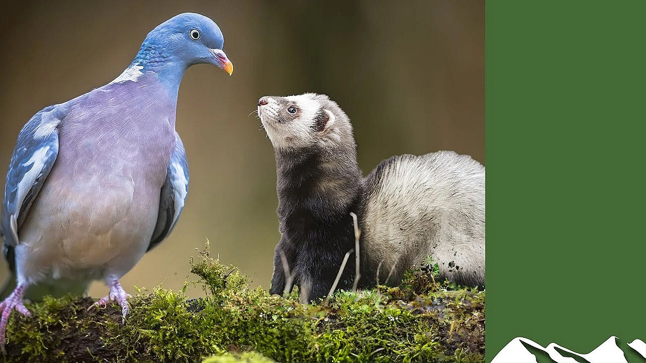 South Somerset Ferreters Go Pigeonshooting
