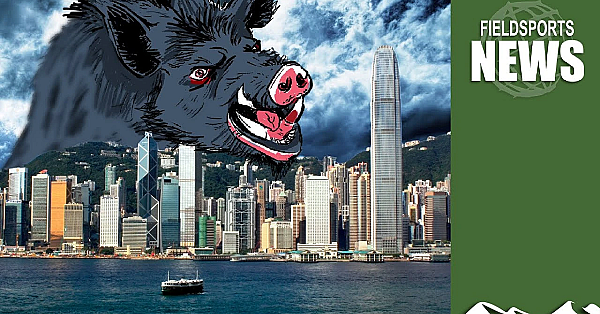 Aporkalypse Now: How Feral Hogs Are Over-running Hong Kong
