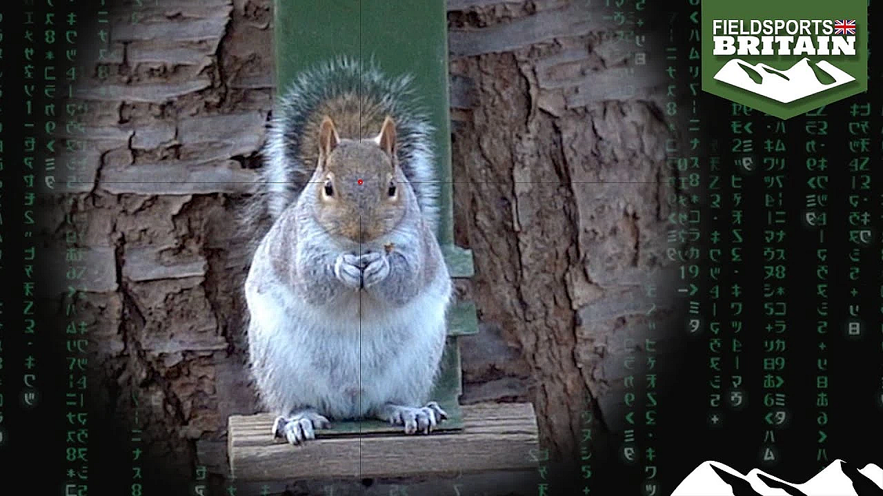 Shooting Squirrels With The High-tech Skout Evo Airgun