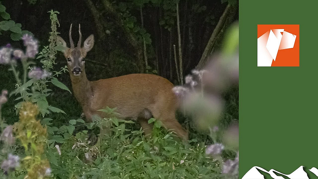 The Magic Of Roebuck Stalking