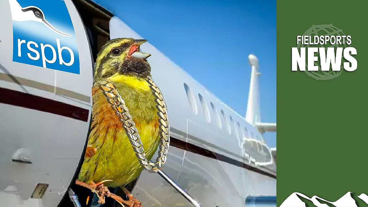 Rspb's £74,000 Cirl Buntings