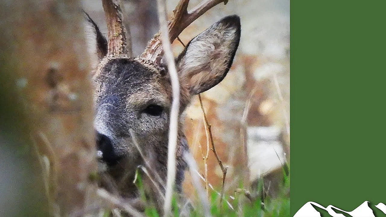 1st April Roebuck Stalking
