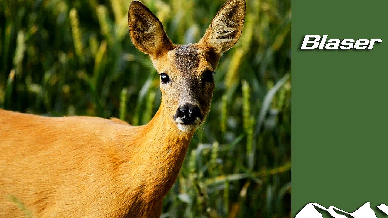 Roe Deer And How To Manage Them