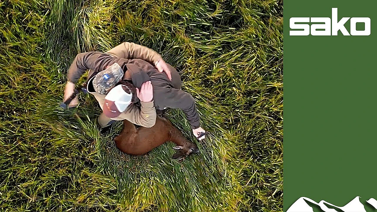 Aerial Roebuck Reaction To A Shot