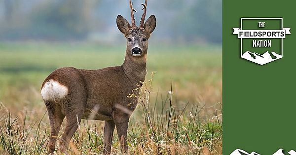Scottish Roebuck: From Field To Skinning To Kilted Chef