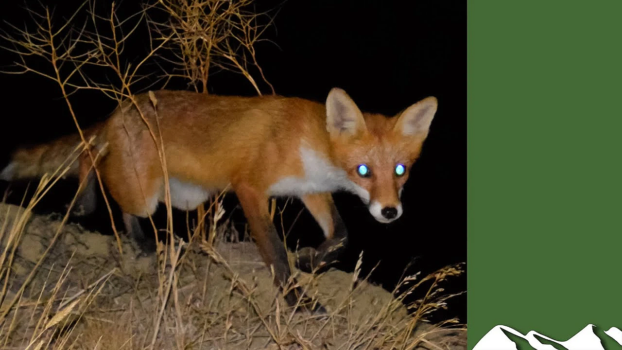 Three Foxes Down