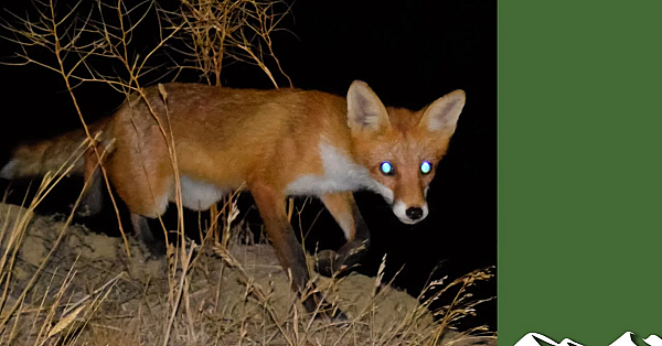 Three Foxes Down