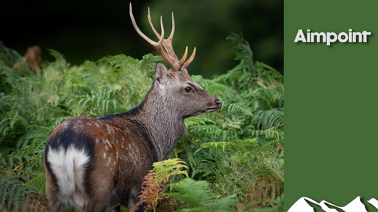 Hunting Massive Gold-medal Sika Stags
