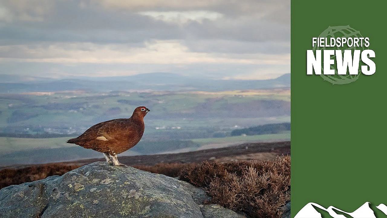 Grouse Fake News