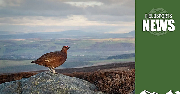Grouse Fake News