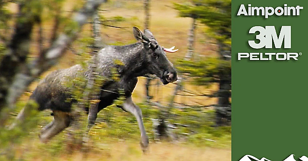 Majestic Swedish Moose Hunt