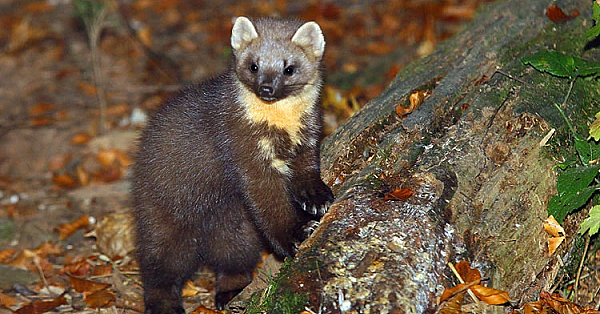 European Pine Marten