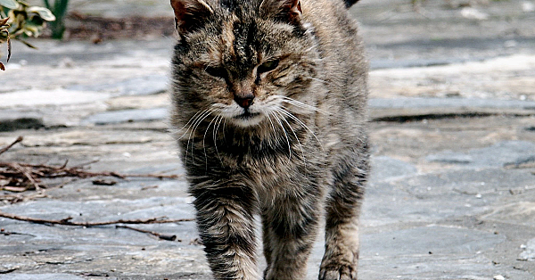 Verwilderde kat