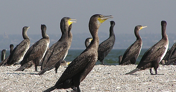 Kormoran