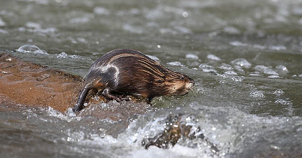 Muskrat
