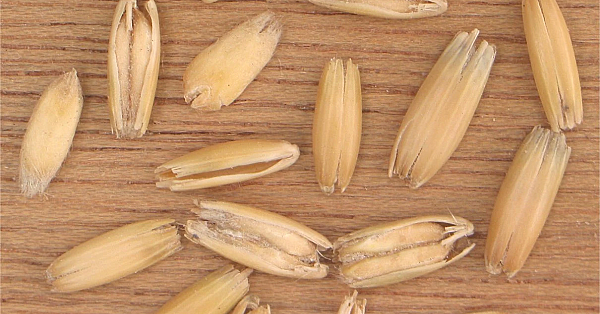 Oat