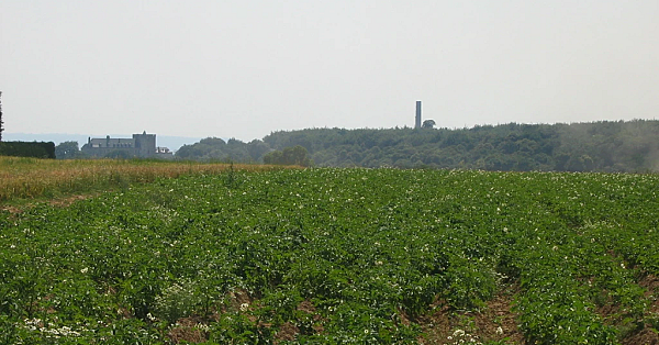 Aardappel