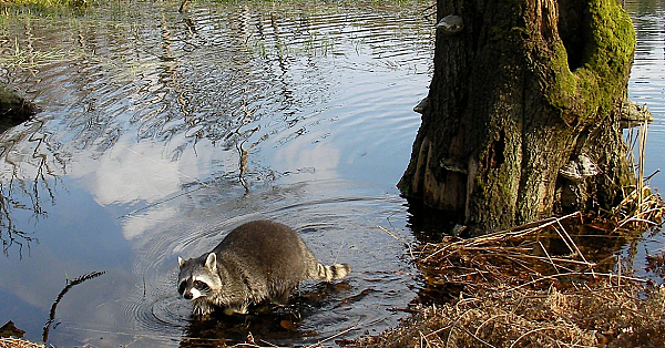 Raccoon