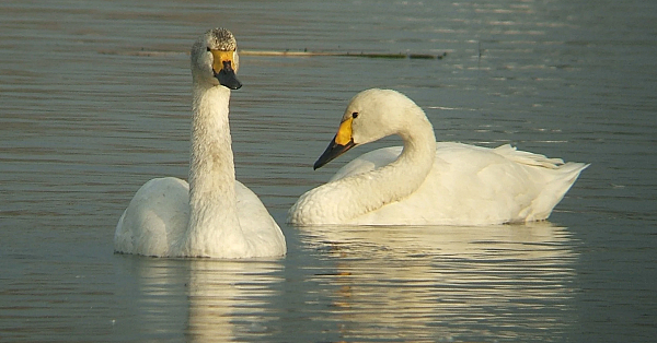 Tundra Swan